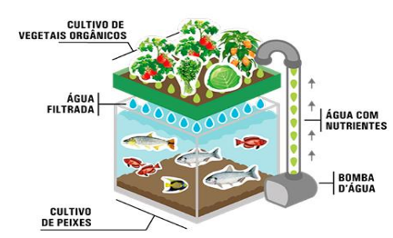 Sistema inteligente de Aquaponia: piscicultura + hidroponia